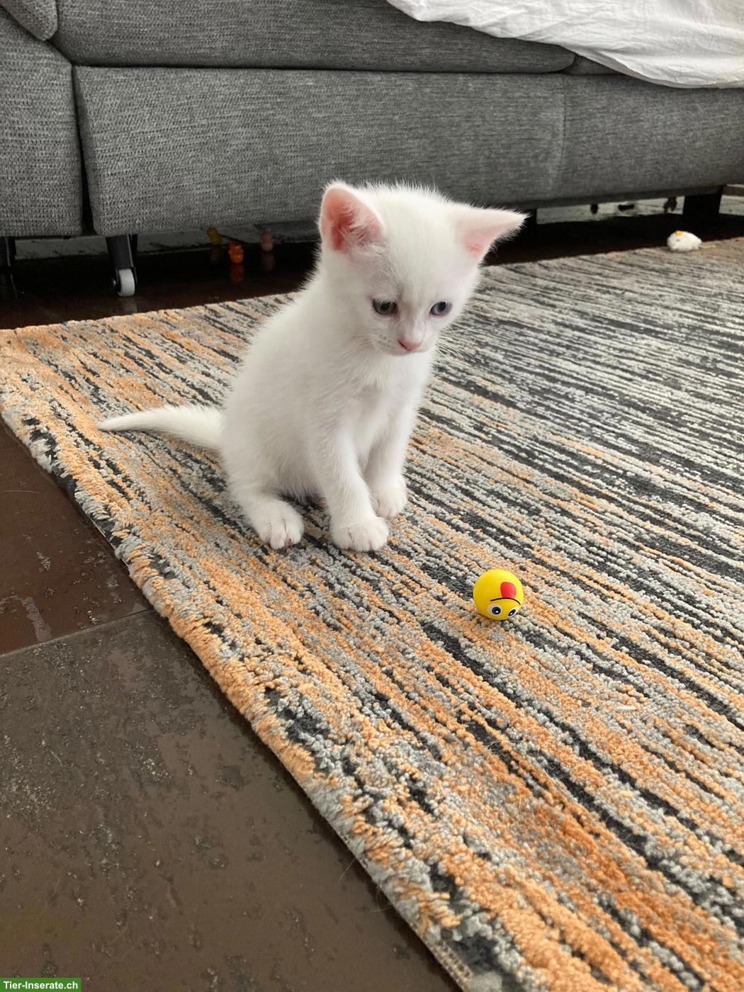 Bild 4: Junger Türkische Angora x BKH Mix Kater
