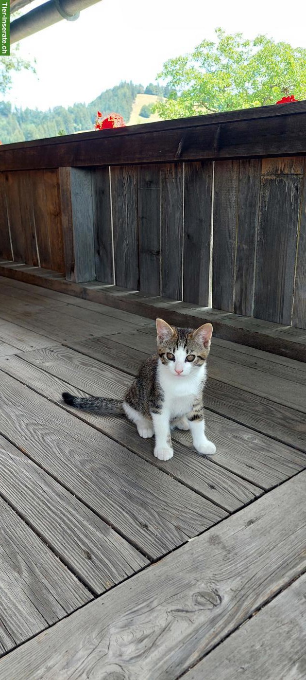 Junger Kater sucht Zuhause mit Freigang