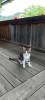 Junger Kater sucht Zuhause mit Freigang