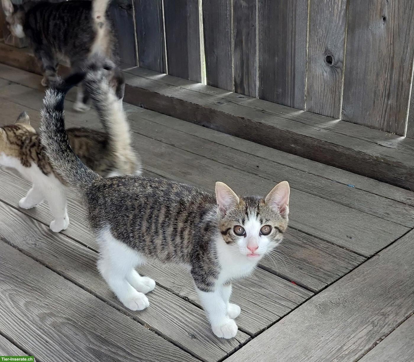 Bild 2: Junger Kater sucht Zuhause mit Freigang