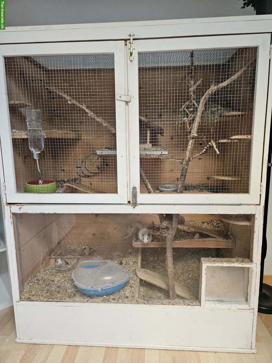 4 Degus mit Käfig und Zubehör