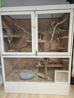 4 Degus mit Käfig und Zubehör
