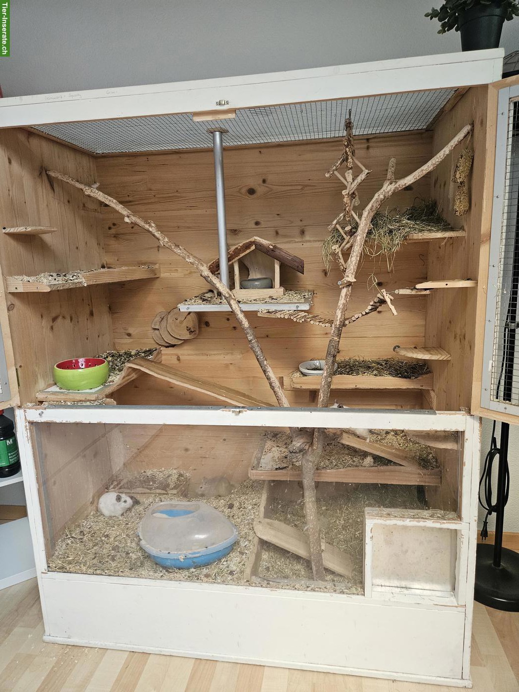 Bild 2: 4 Degus mit Käfig und Zubehör