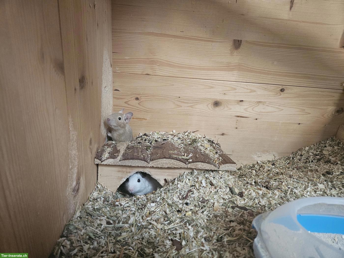 Bild 3: 4 Degus mit Käfig und Zubehör
