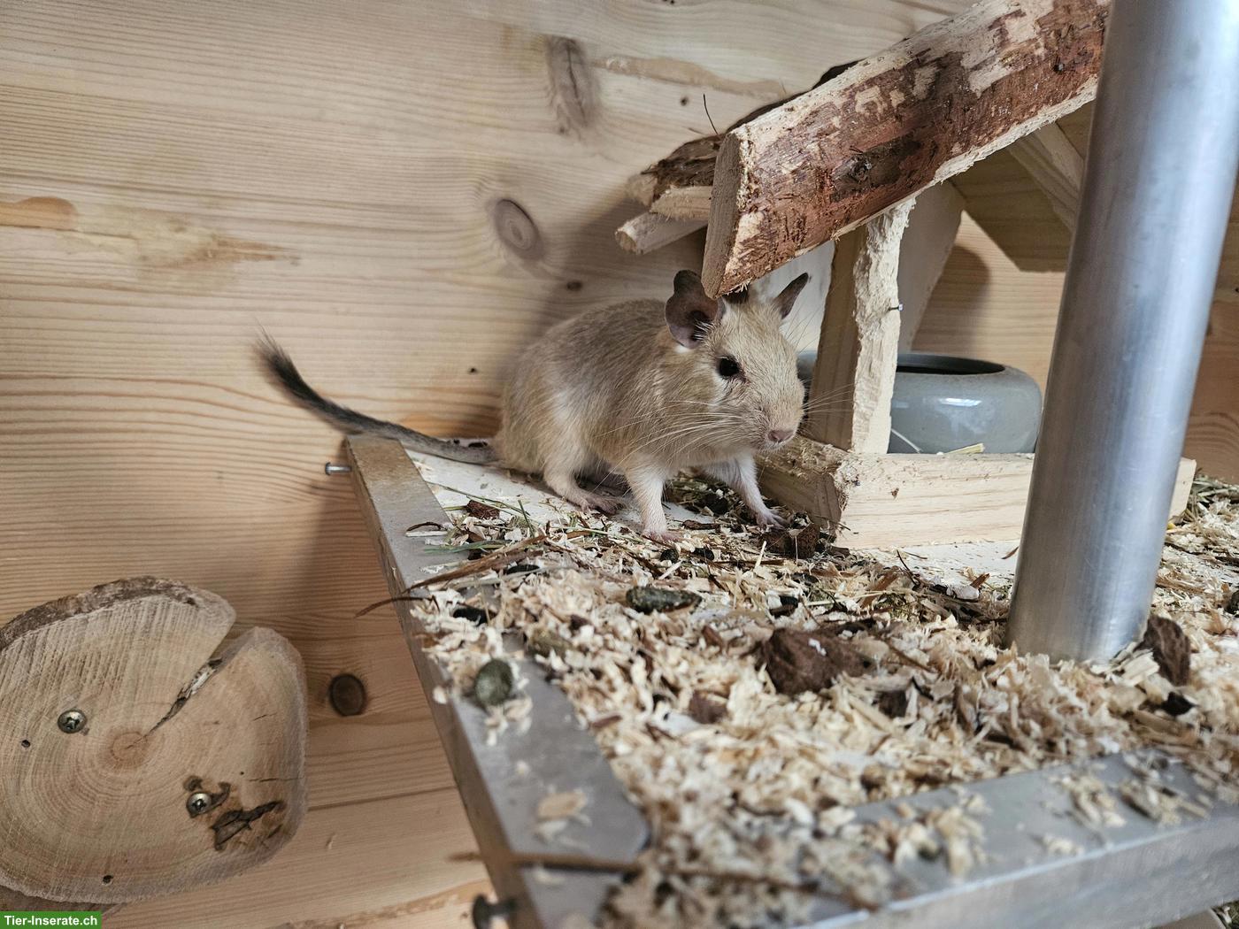 Bild 4: 4 Degus mit Käfig und Zubehör