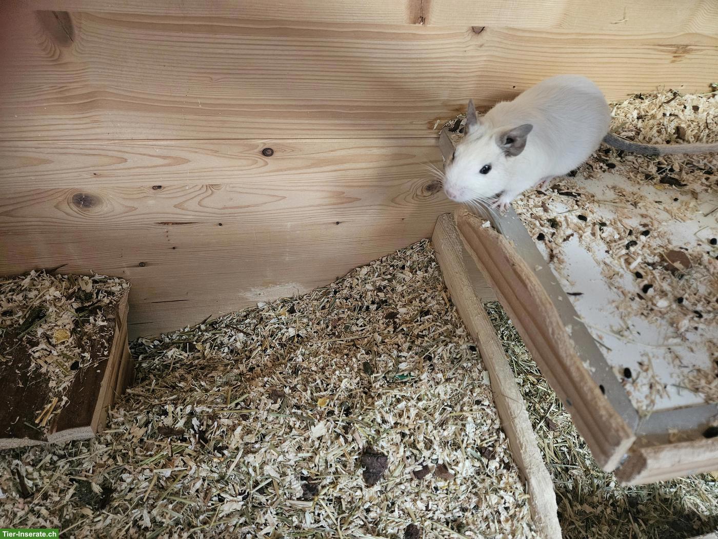 Bild 5: 4 Degus mit Käfig und Zubehör