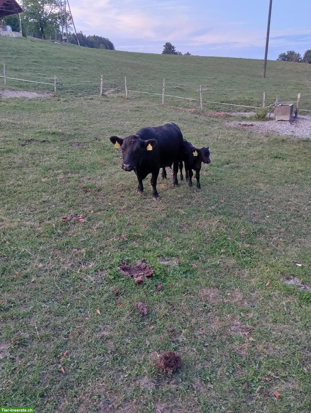 Dexter x Lowline Rind mit Kalb