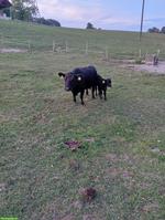 Dexter x Lowline Rind mit Kalb