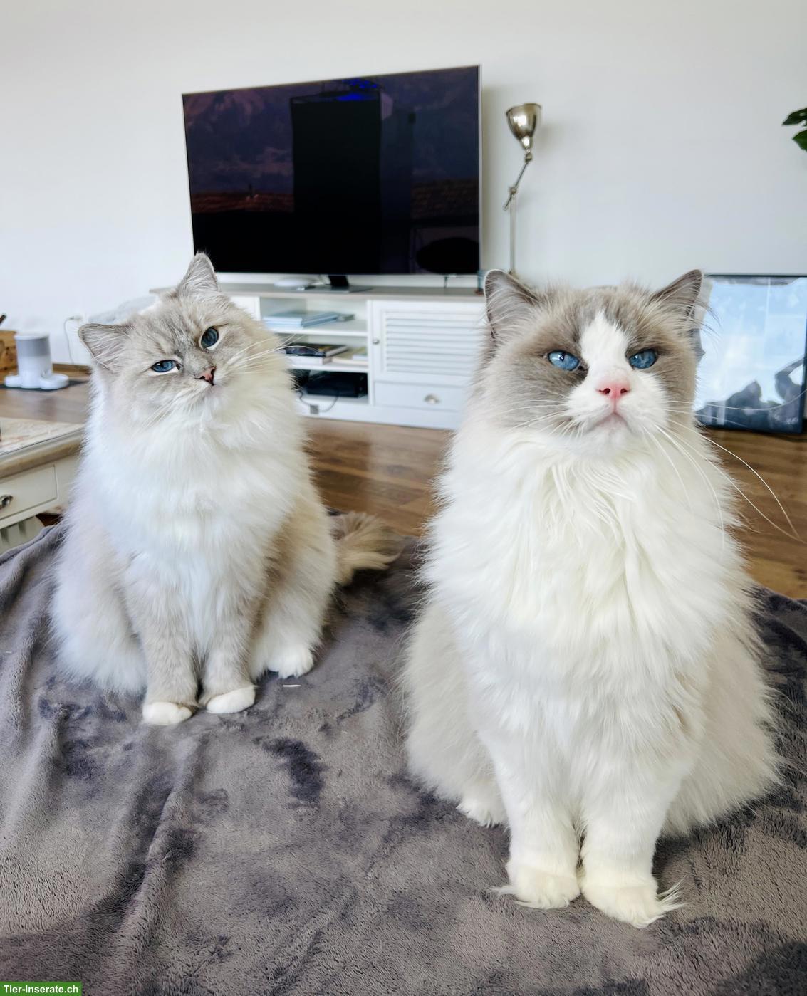 2 Ragdoll Katzengeschwister gemeinsam abzugeben