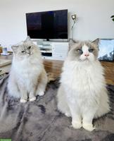 2 Ragdoll Katzengeschwister gemeinsam abzugeben