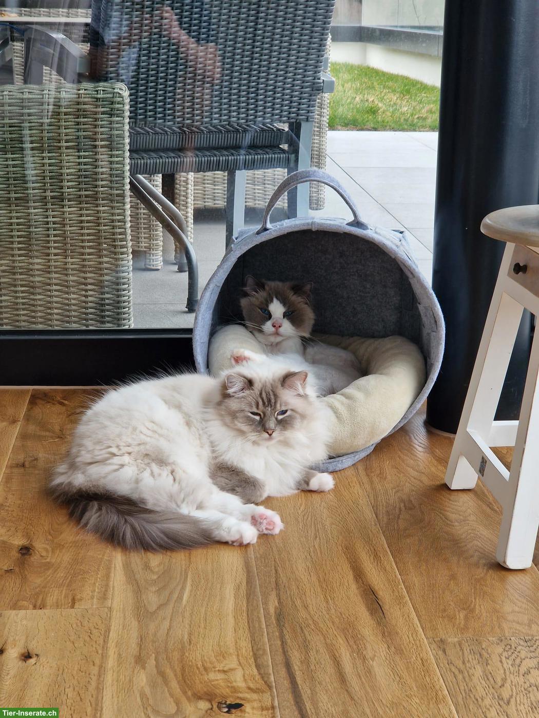 Bild 2: 2 Ragdoll Katzengeschwister gemeinsam abzugeben