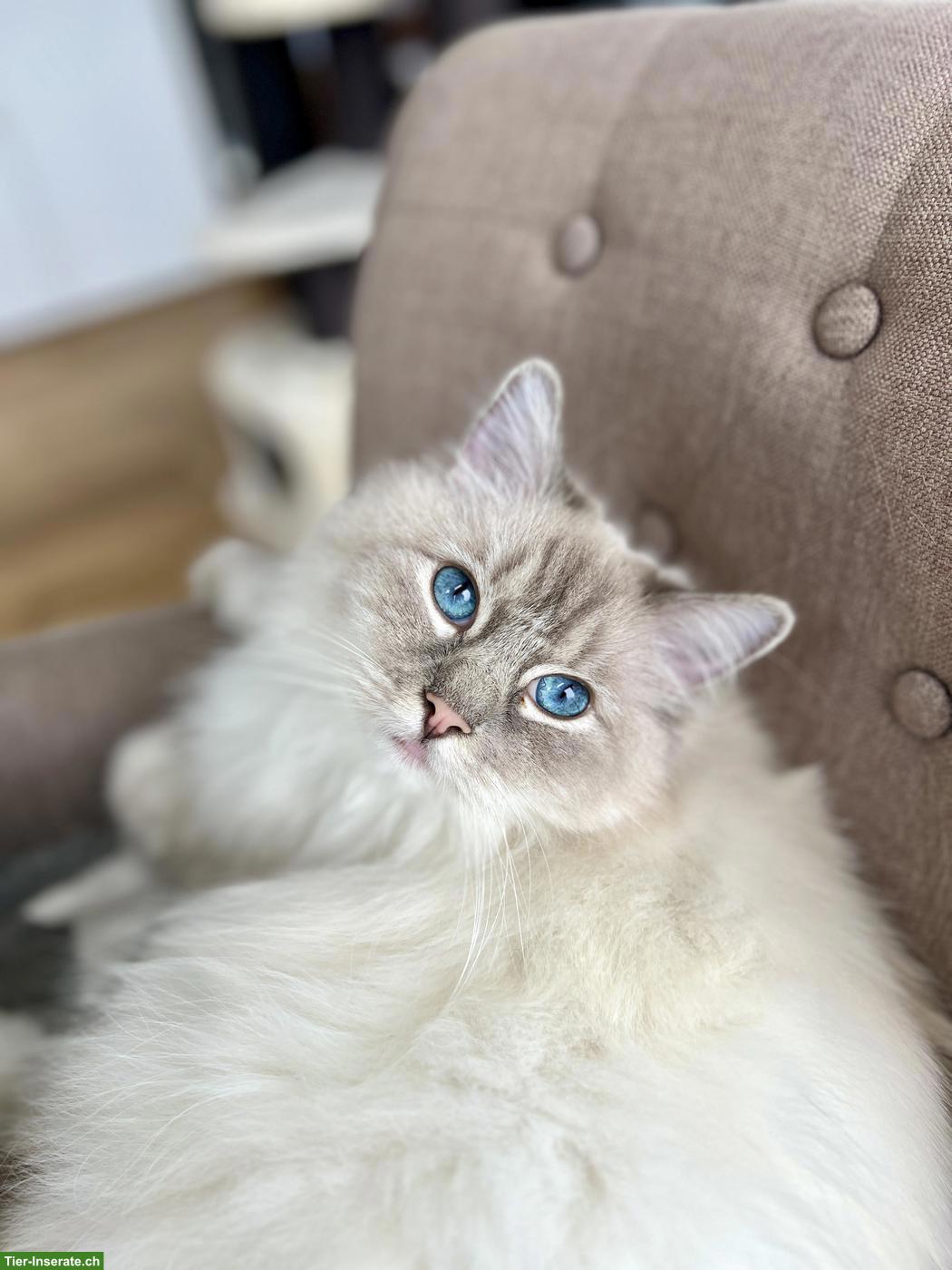 Bild 3: 2 Ragdoll Katzengeschwister gemeinsam abzugeben