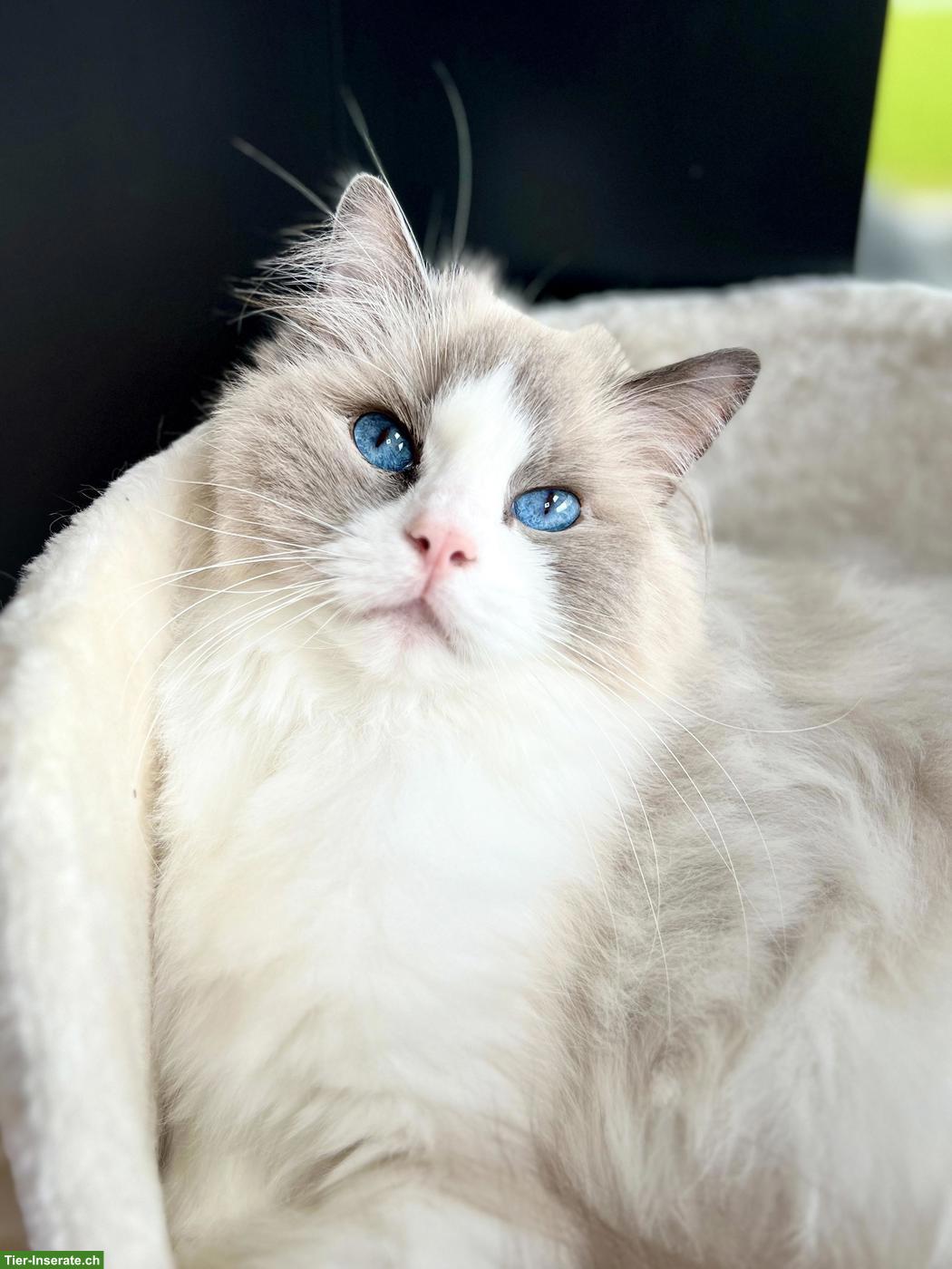 Bild 4: 2 Ragdoll Katzengeschwister gemeinsam abzugeben