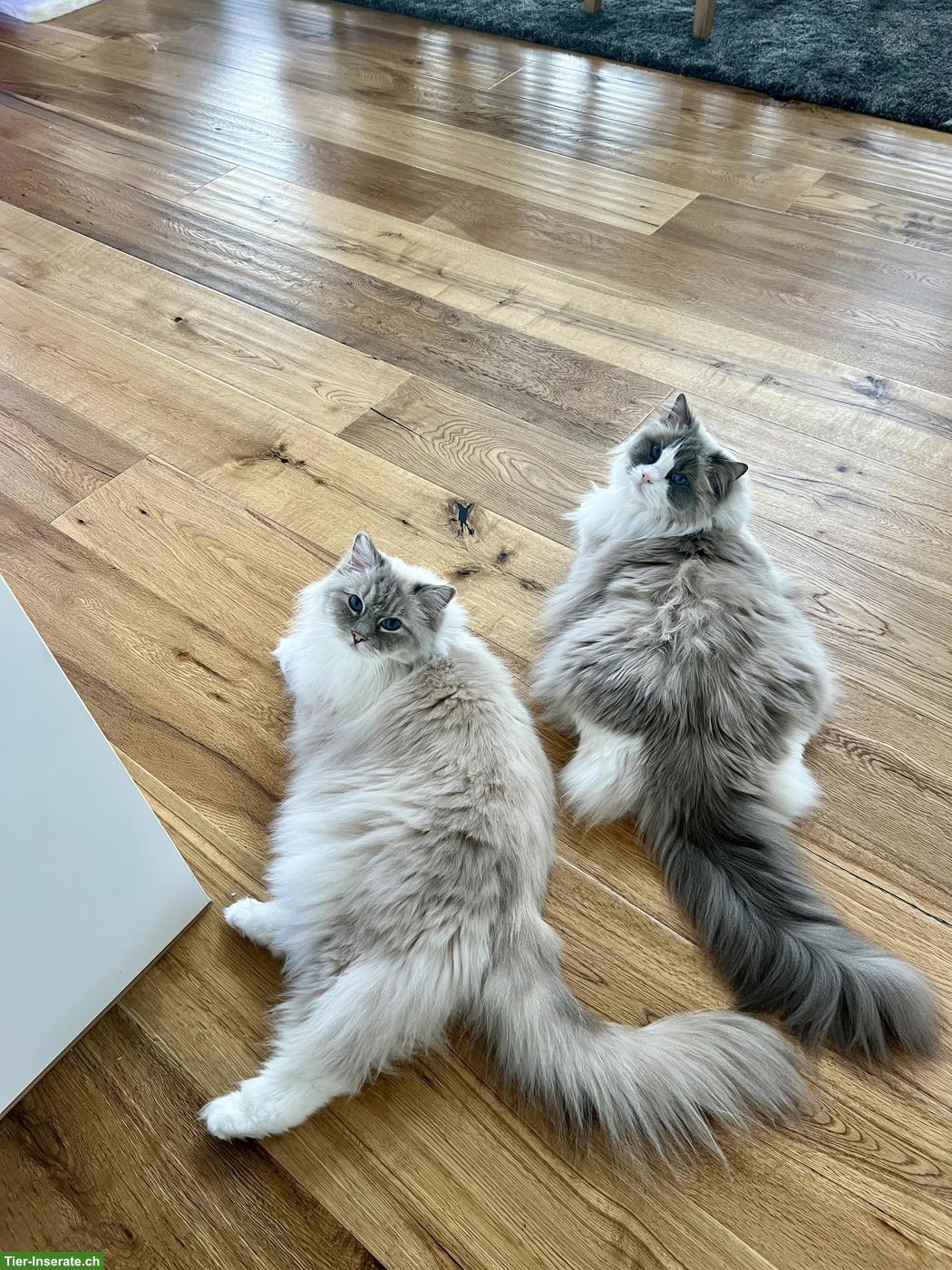 Bild 5: 2 Ragdoll Katzengeschwister gemeinsam abzugeben