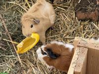 3 junge Meerschweinchen abzugeben
