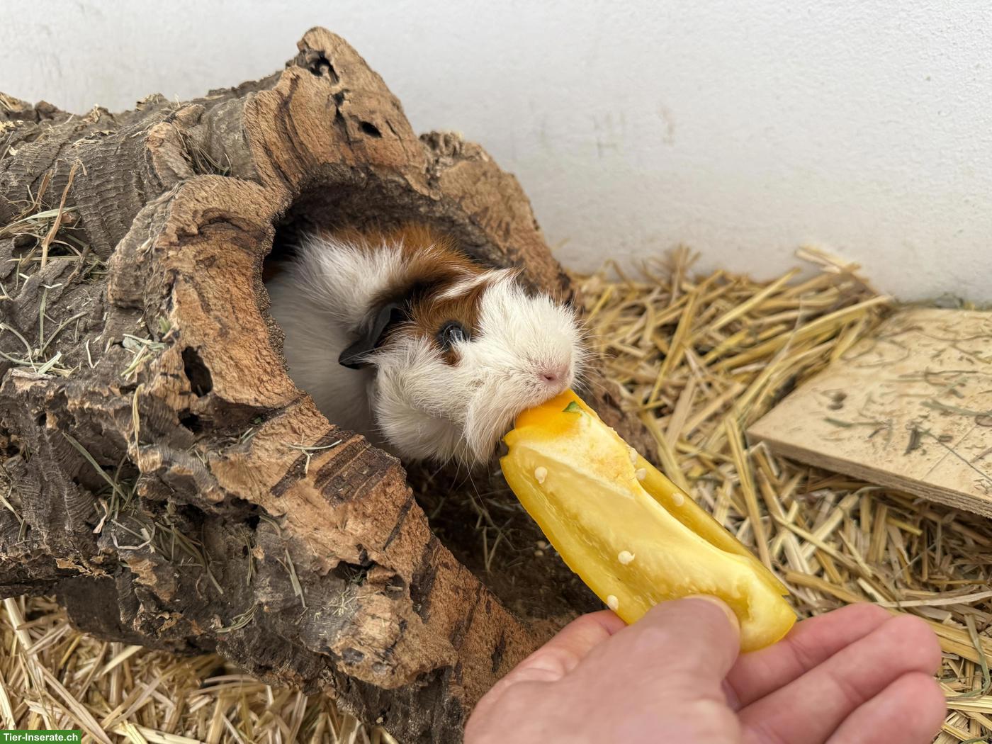 Bild 2: 3 junge Meerschweinchen abzugeben