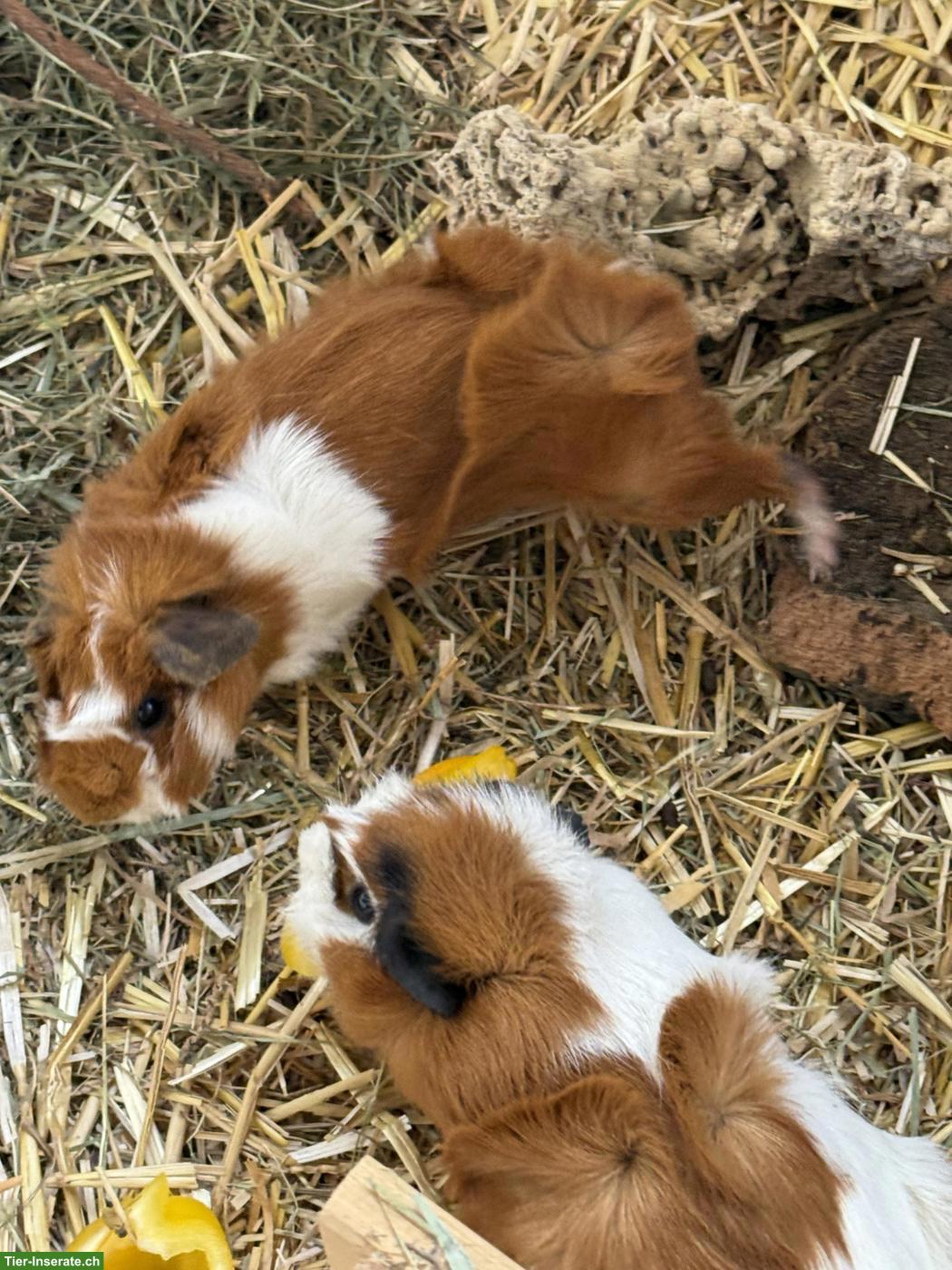 Bild 3: 3 junge Meerschweinchen abzugeben