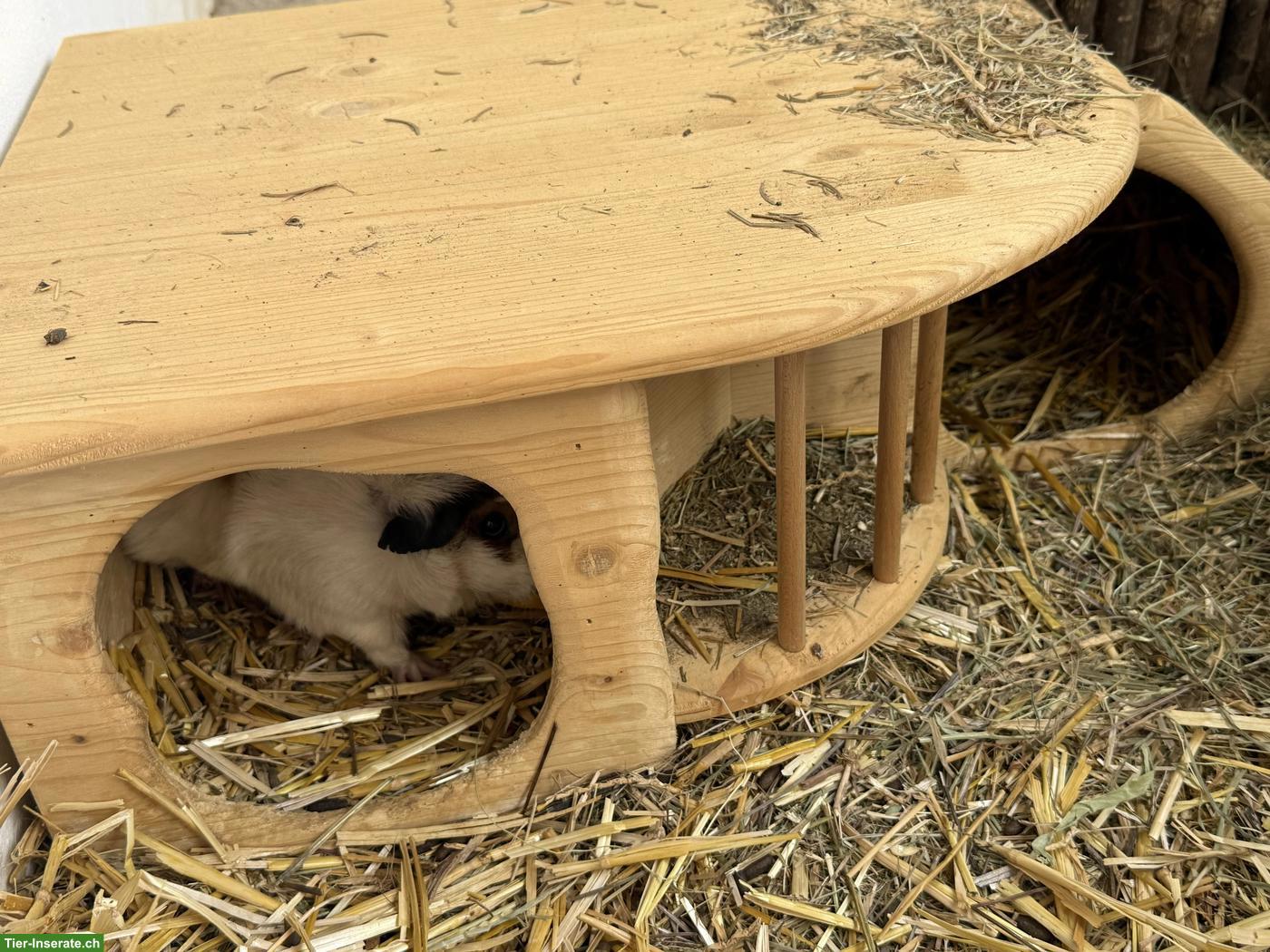Bild 4: 3 junge Meerschweinchen abzugeben