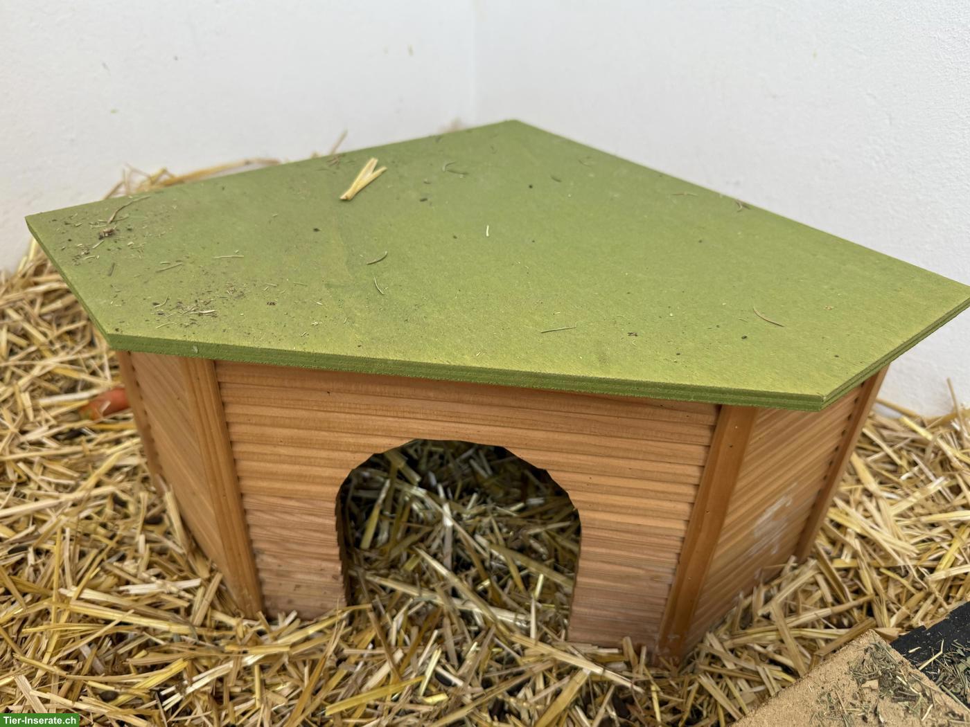 Bild 5: 3 junge Meerschweinchen abzugeben