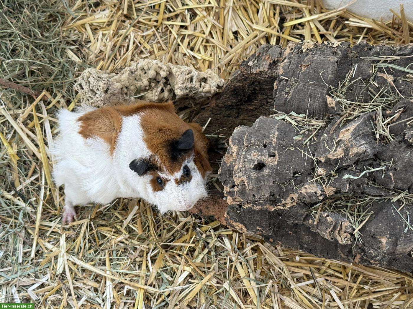 Bild 6: 3 junge Meerschweinchen abzugeben