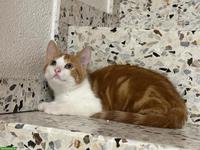 Junge rot-weisse Bauernhofkatze (Kater)