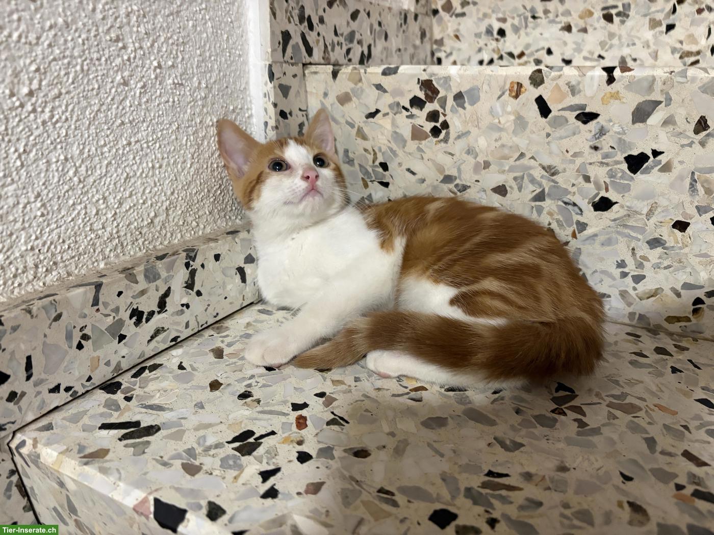 Bild 2: Junge rot-weisse Bauernhofkatze (Kater)
