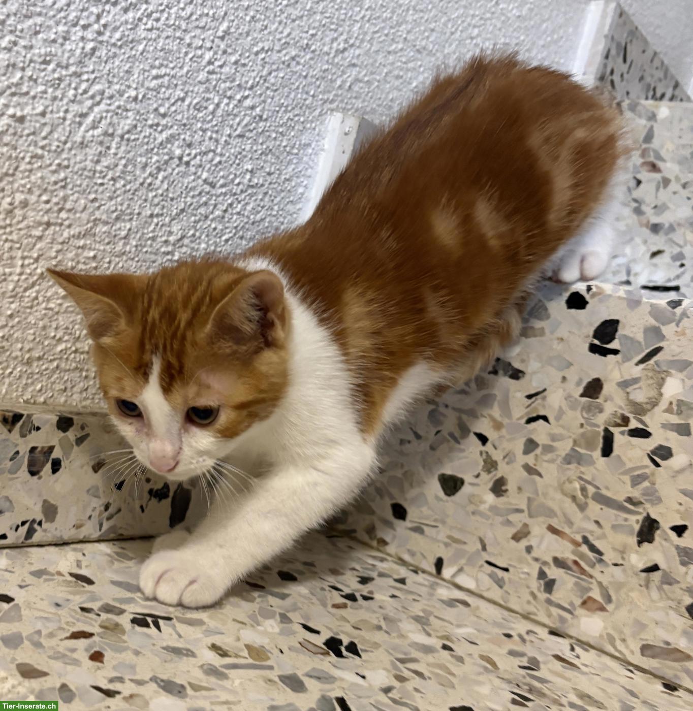 Bild 3: Junge rot-weisse Bauernhofkatze (Kater)