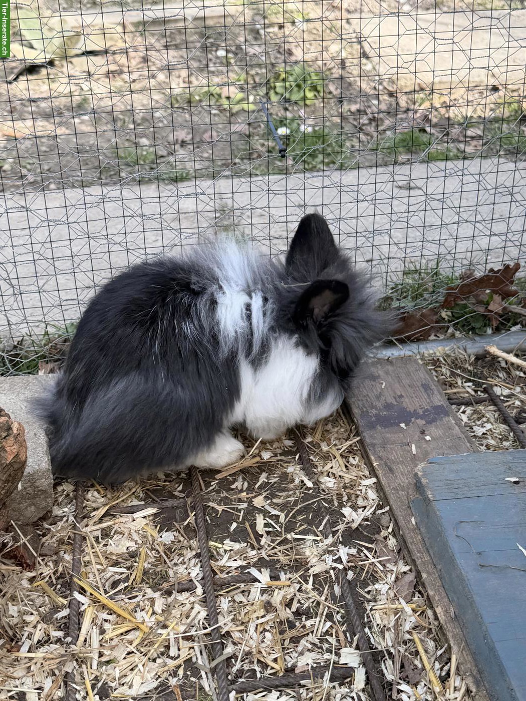 Bild 3: Löwenkopf Zwerghäsli, weiblich