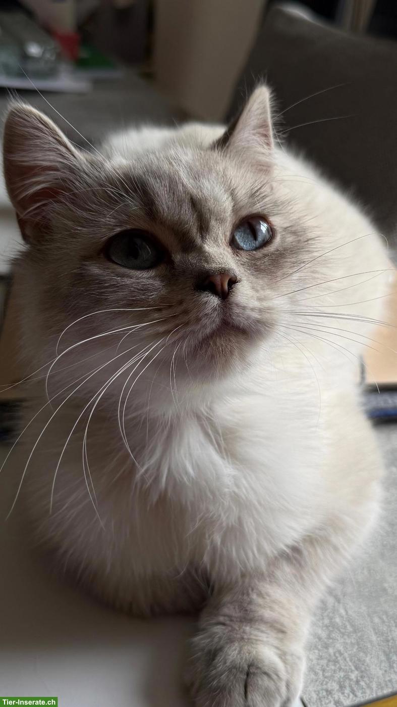 BKH Silver Shaded Point Deckkater