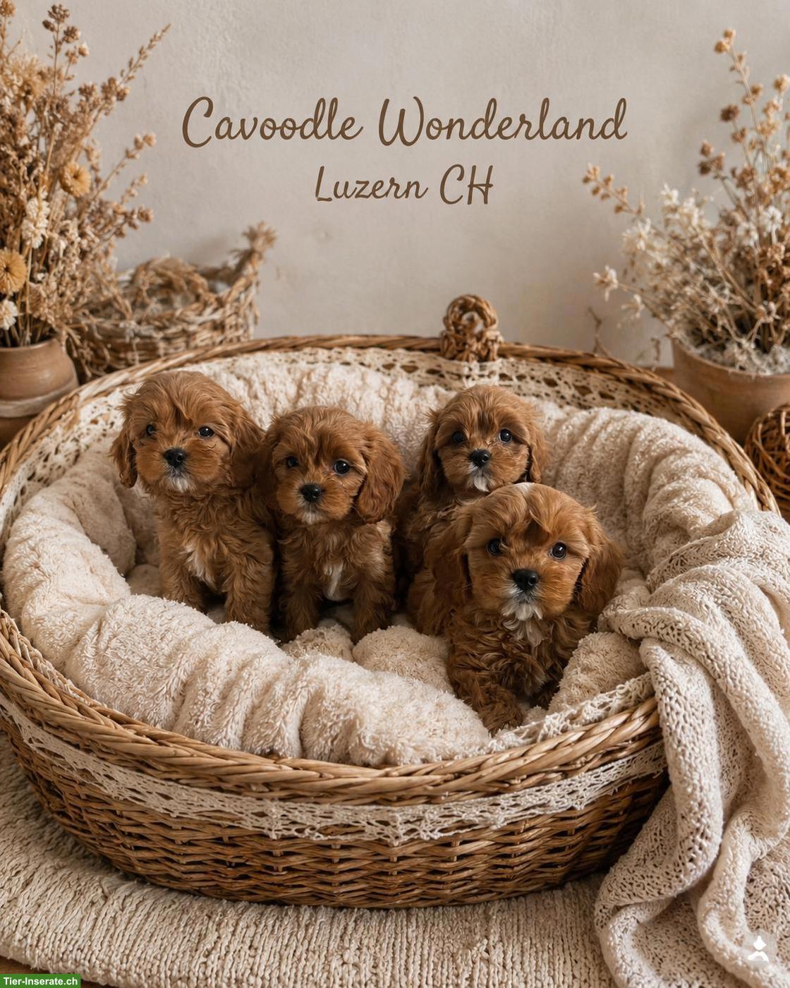 Cavapoo F1 Hundebabys | Wurfankündigung