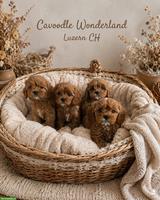 Cavapoo F1 Hundebabys | Wurfankündigung