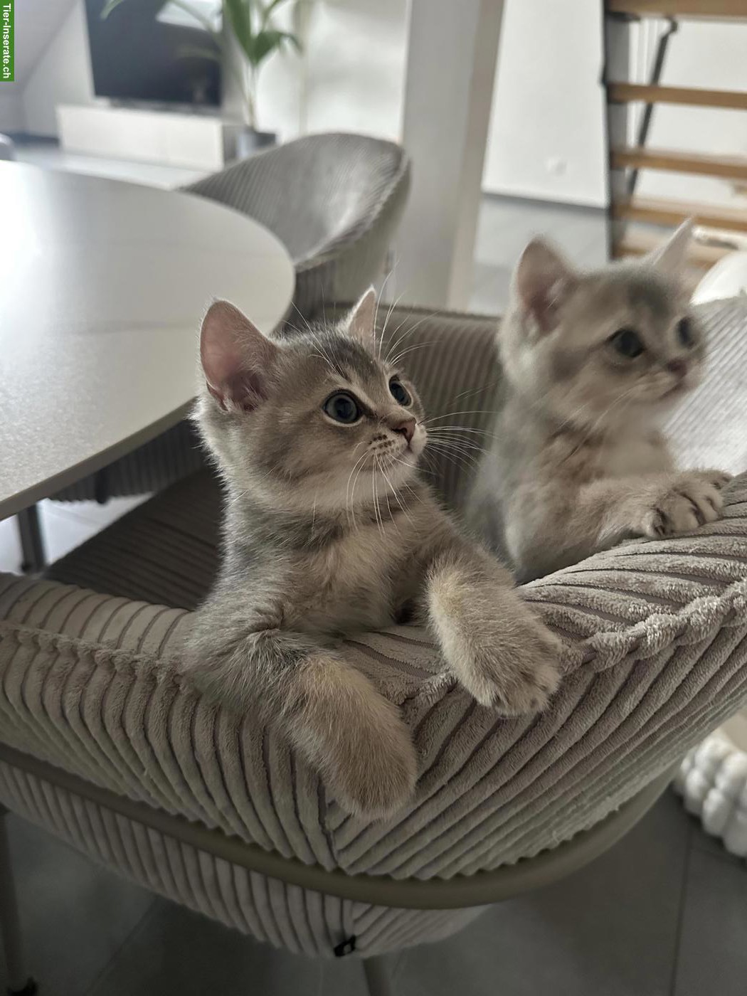Verschmuste BKH Kitten suchen liebes Zuhause