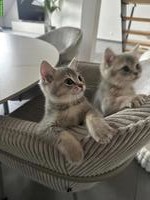Verschmuste BKH Kitten suchen liebevolles Zuhause