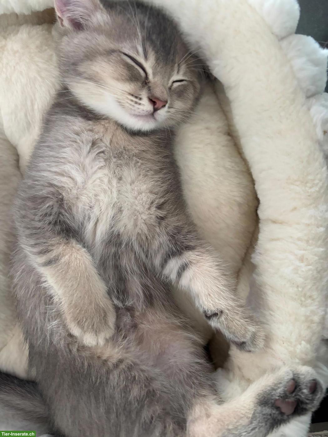 Bild 2: Verschmuste BKH Kitten suchen liebes Zuhause