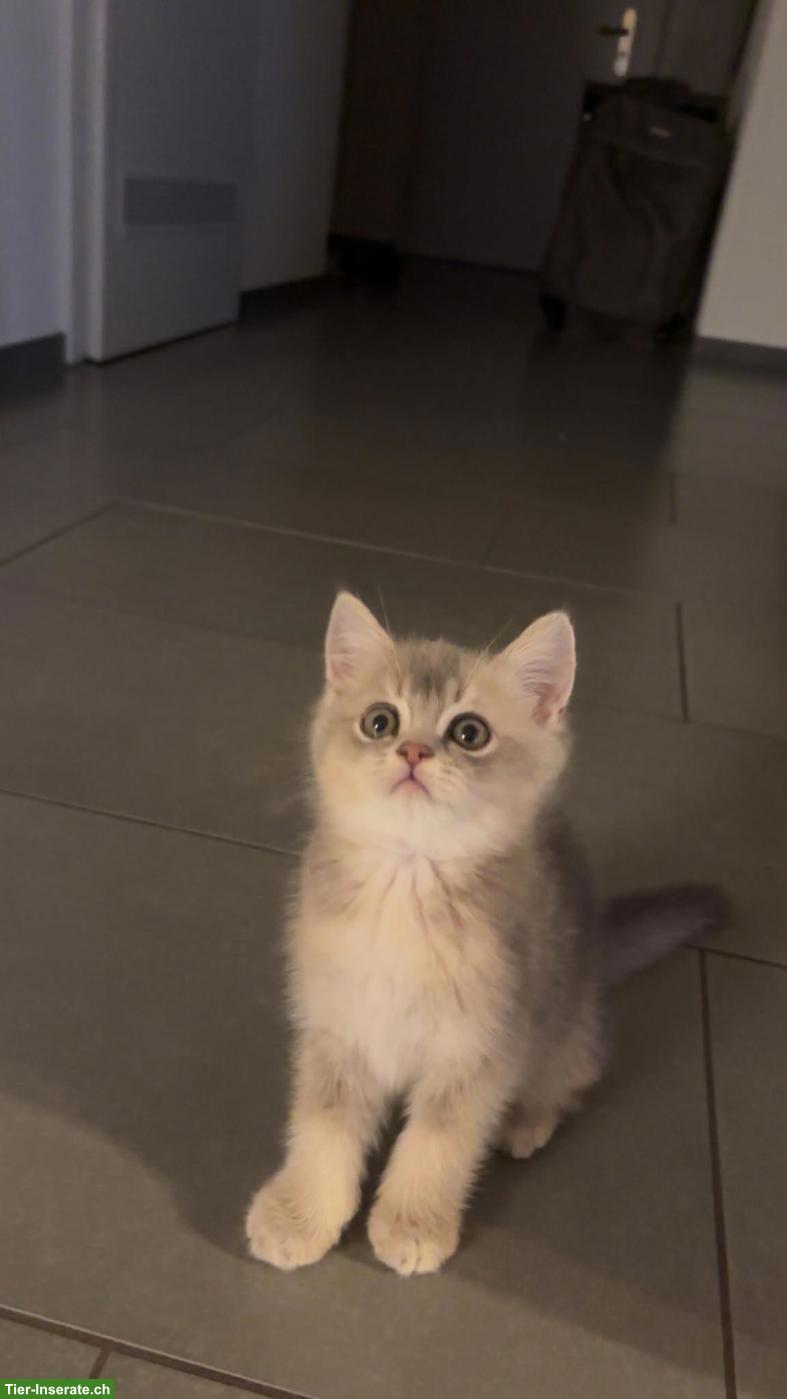 Bild 3: Verschmuste BKH Kitten suchen liebes Zuhause