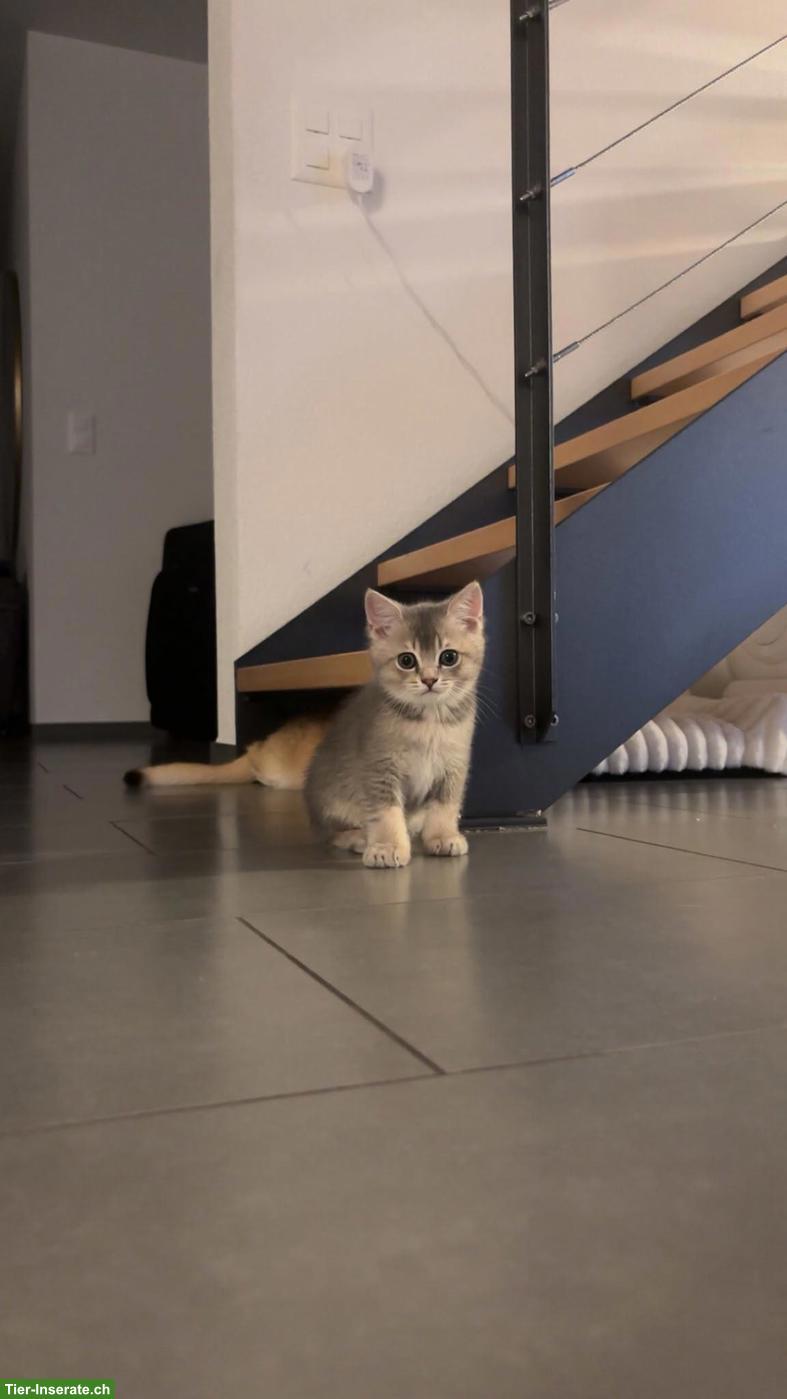 Bild 4: Verschmuste BKH Kitten suchen liebes Zuhause