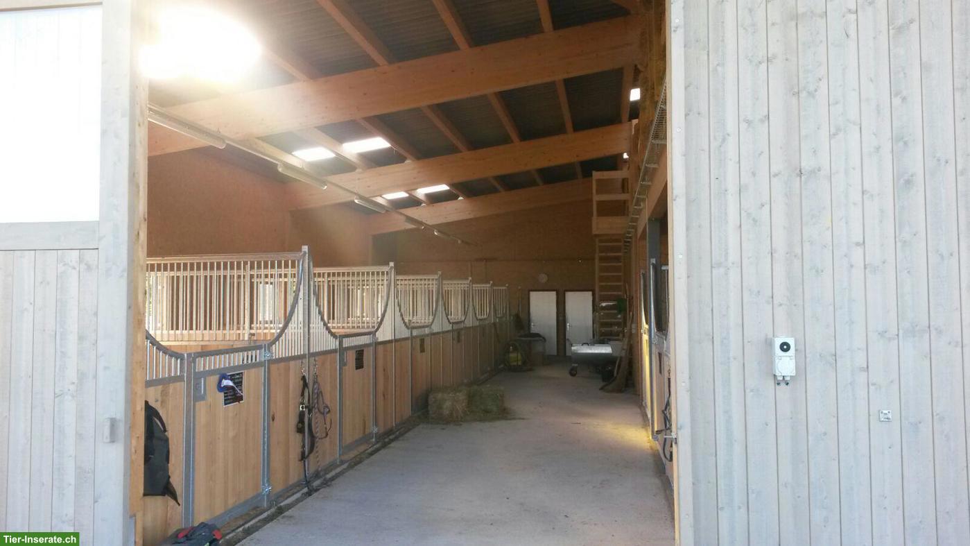 1-2 Auslaufboxen zu vermieten in Eich LU