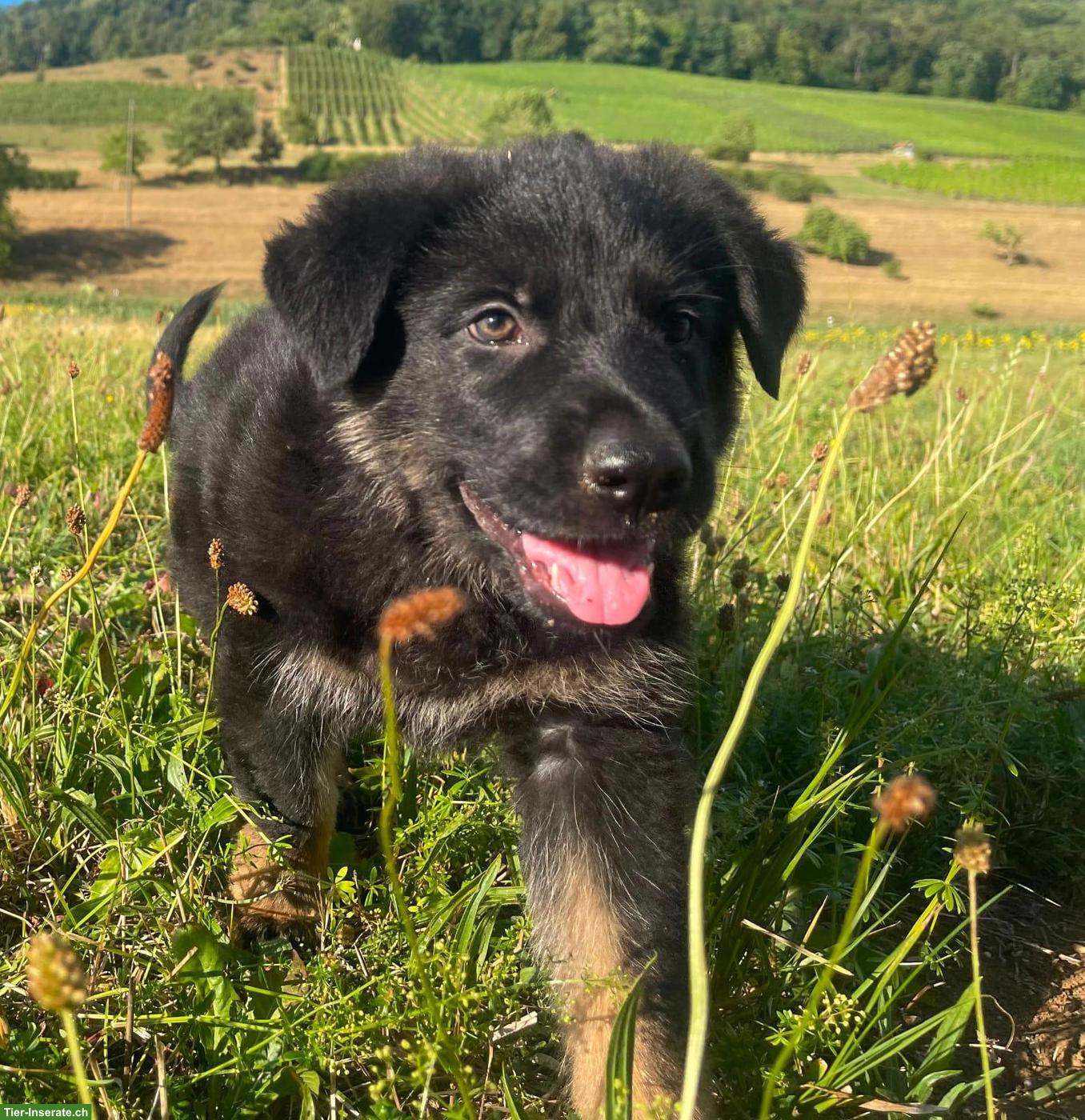 Deutsche Schäferhund Welpen suchen neuen Wirkungskreis