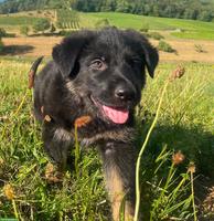 Deutsche Schäferhund Welpen suchen neuen Wirkungskreis