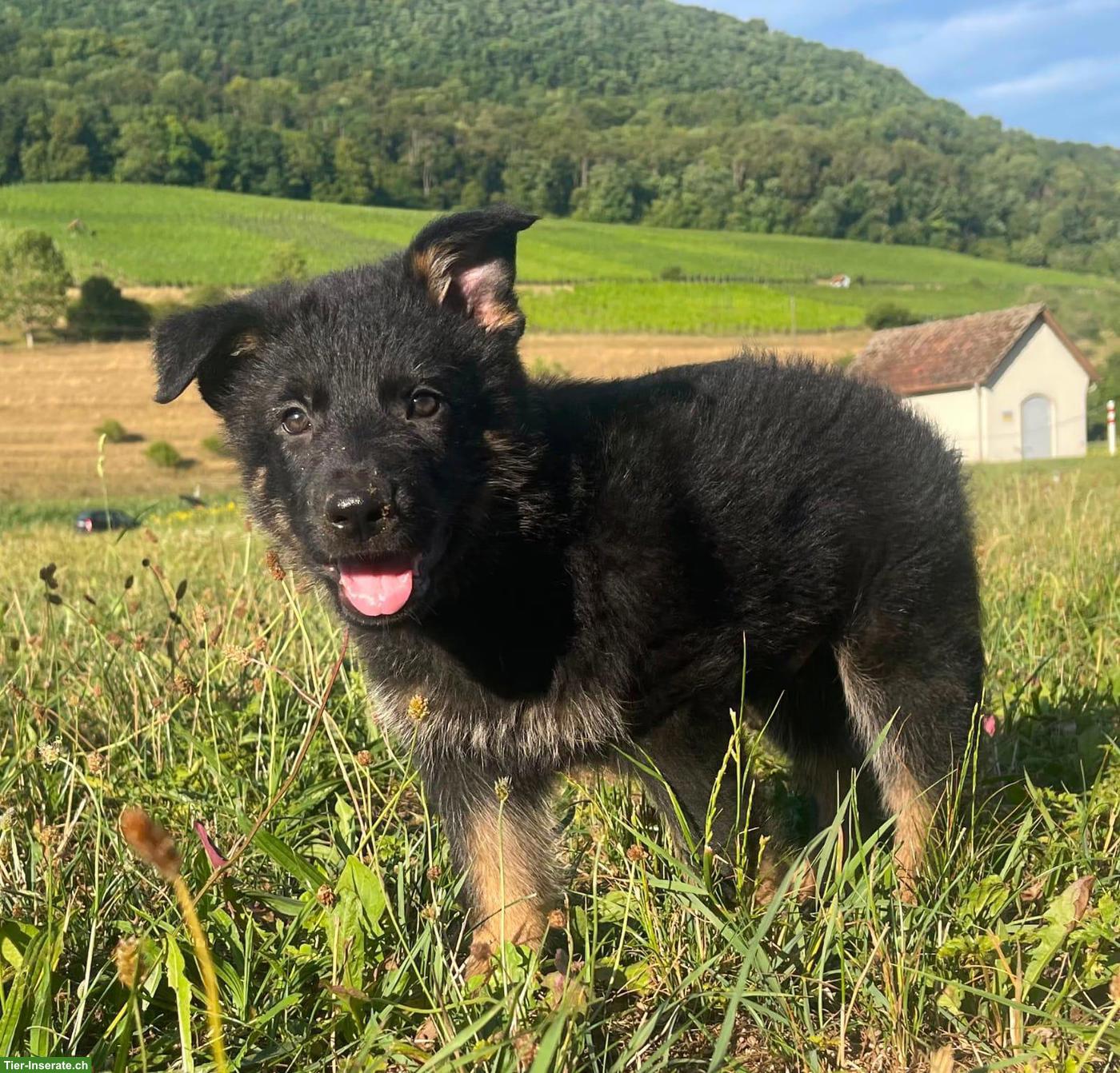 Bild 2: Deutsche Schäferhund Welpen suchen neuen Wirkungskreis