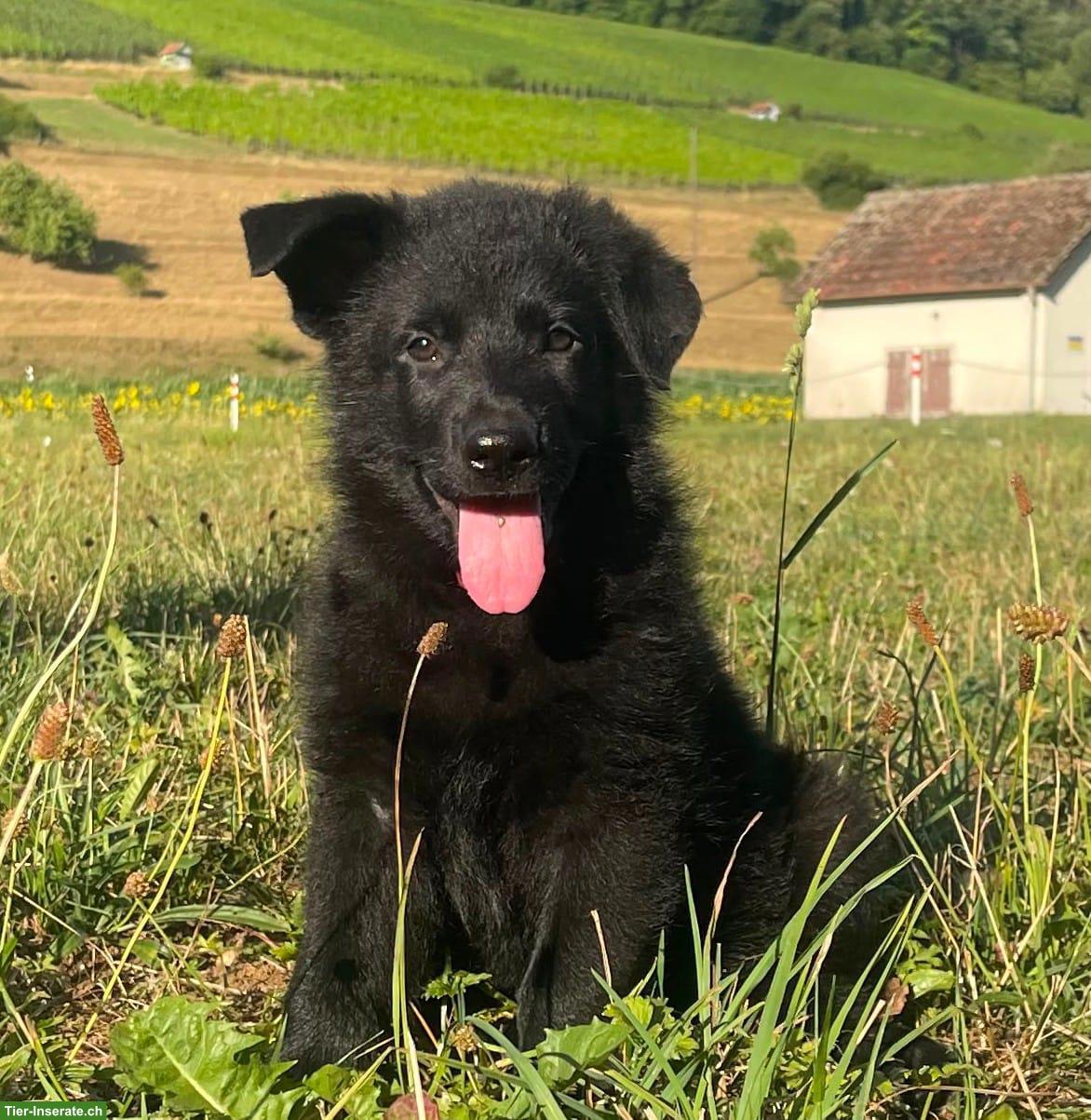 Bild 3: Deutsche Schäferhund Welpen suchen neuen Wirkungskreis