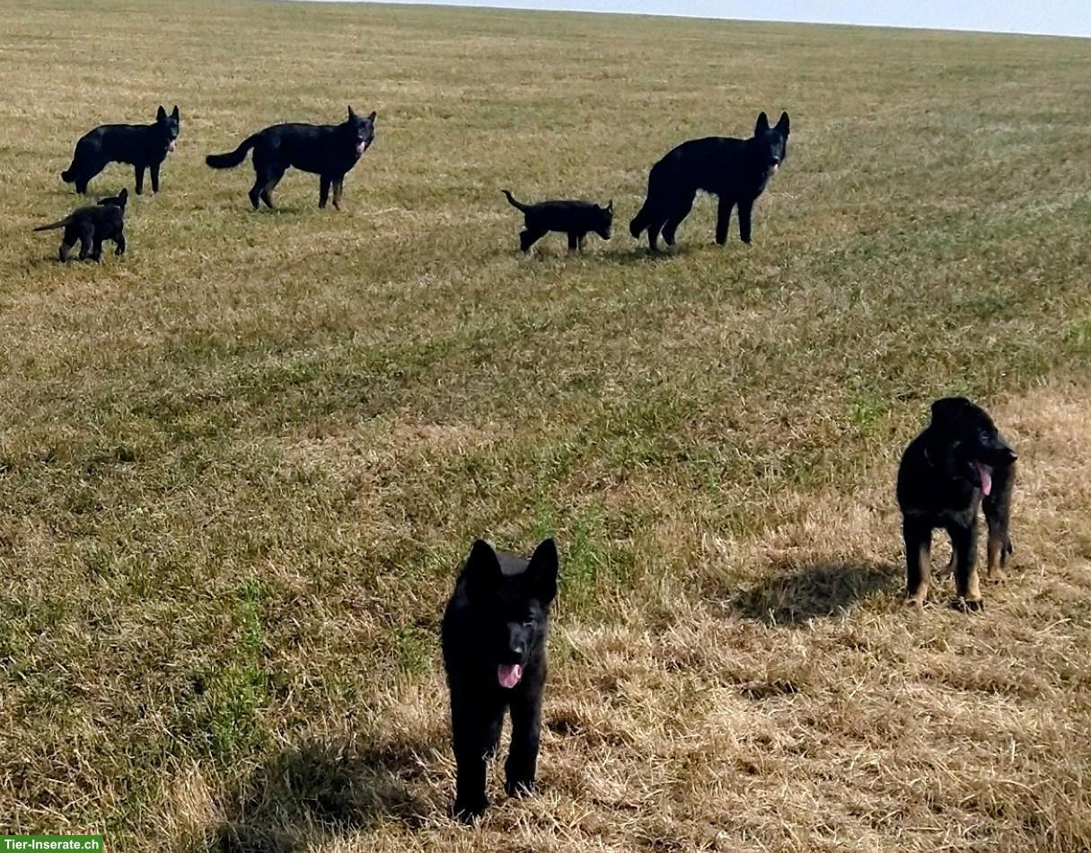Bild 5: Deutsche Schäferhund Welpen suchen neuen liebevollen Besitzer