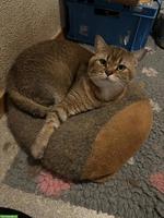 5-jähriger BKH-Kater & 1-jährige BKH-Kate