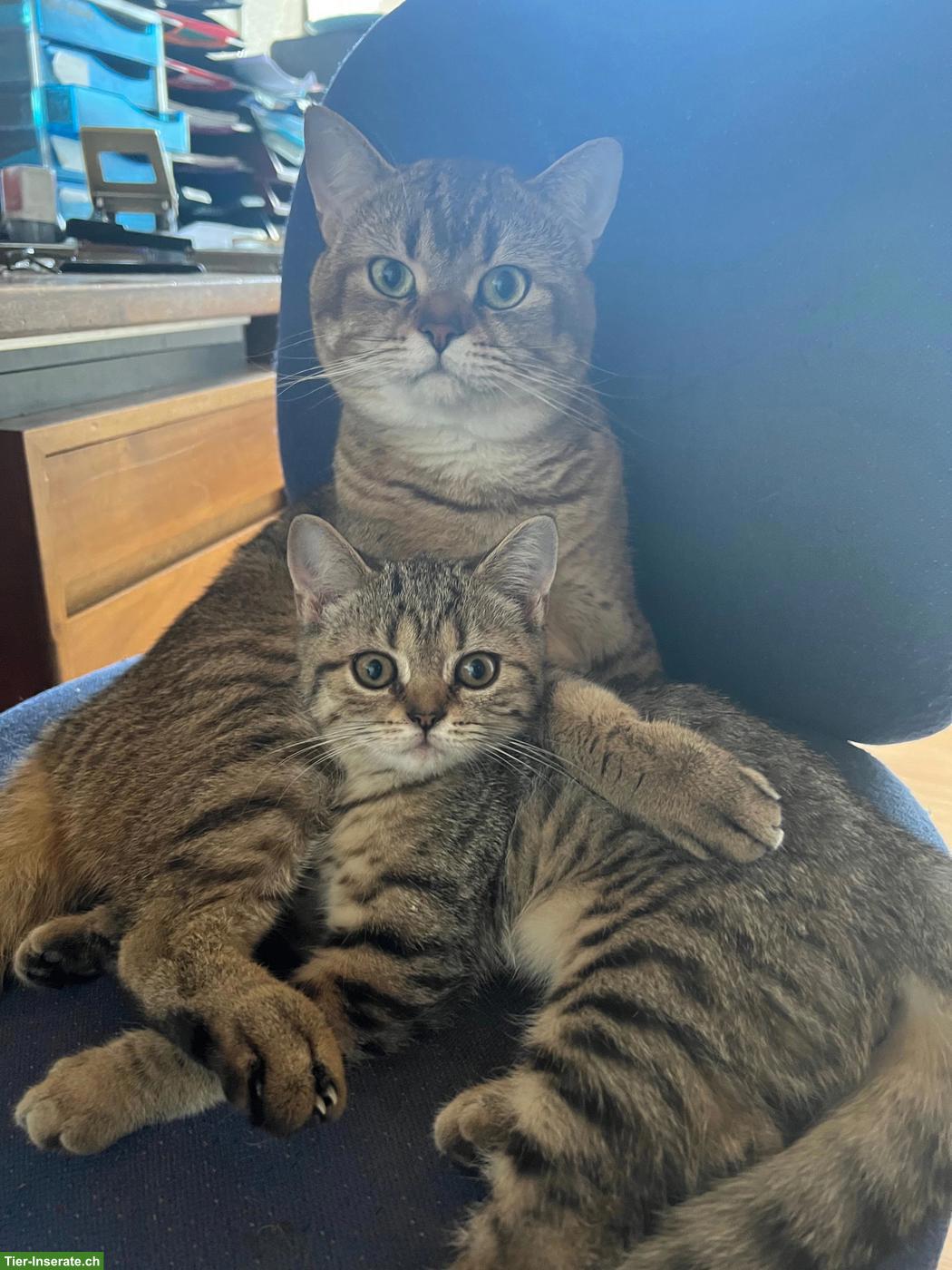 Bild 2: 5-jähriger BKH-Kater & 1-jährige BKH-Katze