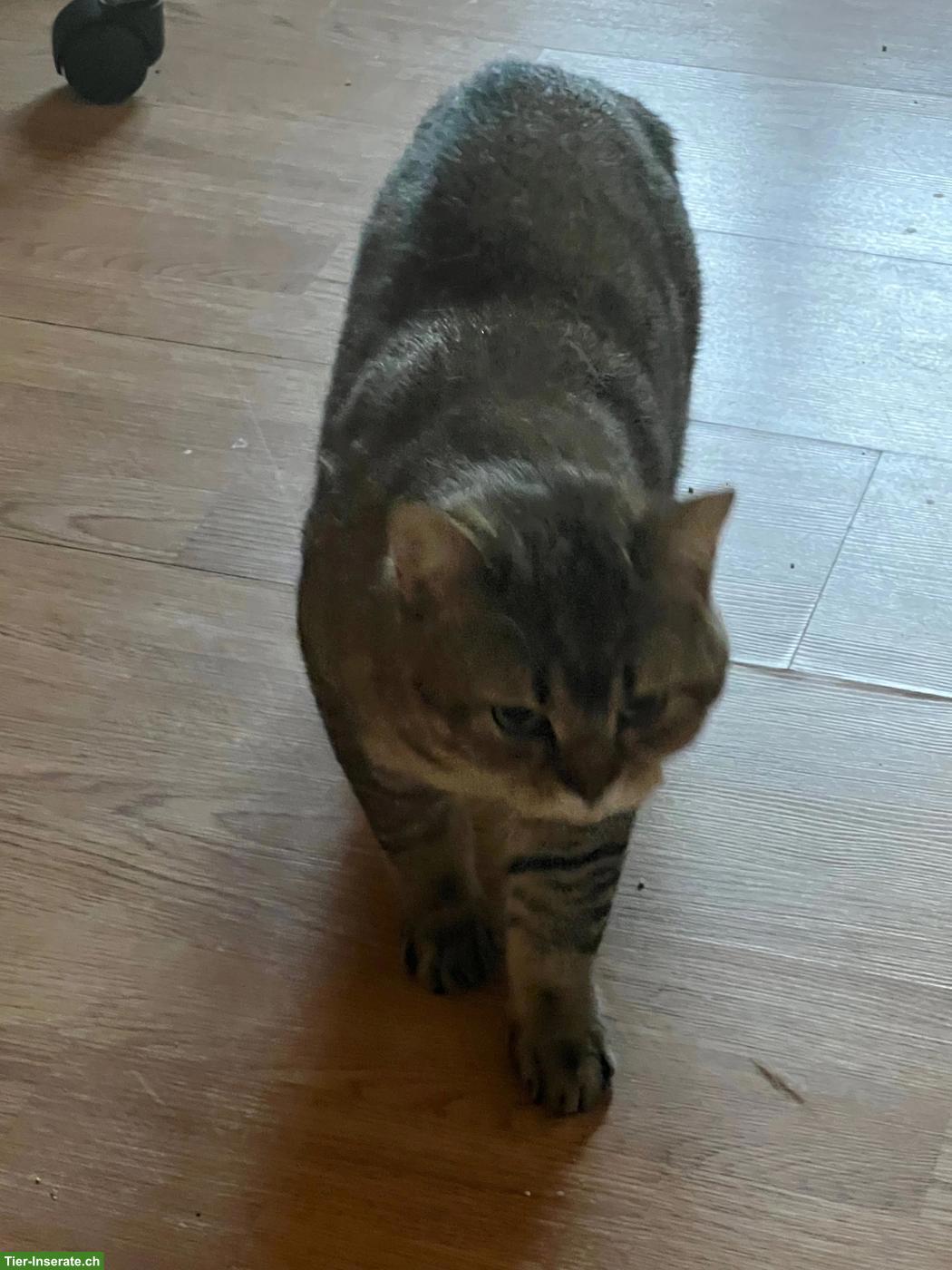 Bild 3: 5-jähriger BKH-Kater & 1-jährige BKH-Katze
