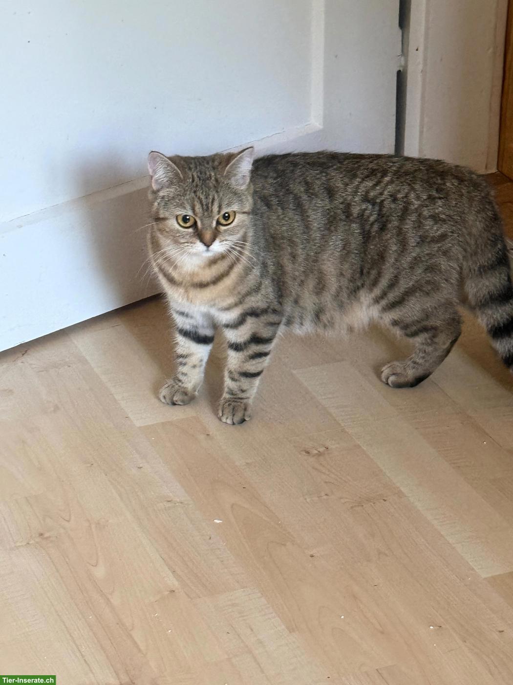 Bild 5: 5-jähriger BKH-Kater & 1-jährige BKH-Katze