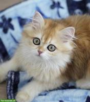 Junger BLH Kater mit Stammbaum