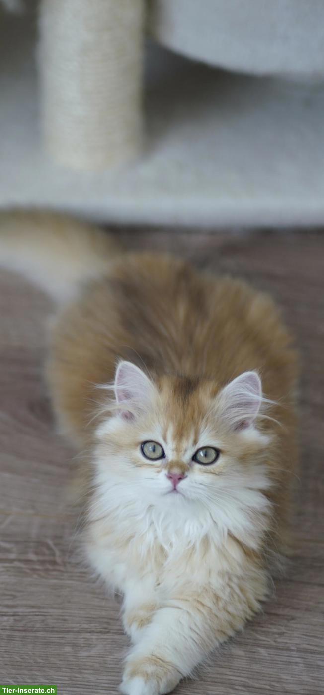 Bild 4: Junger BLH Kater mit Stammbaum