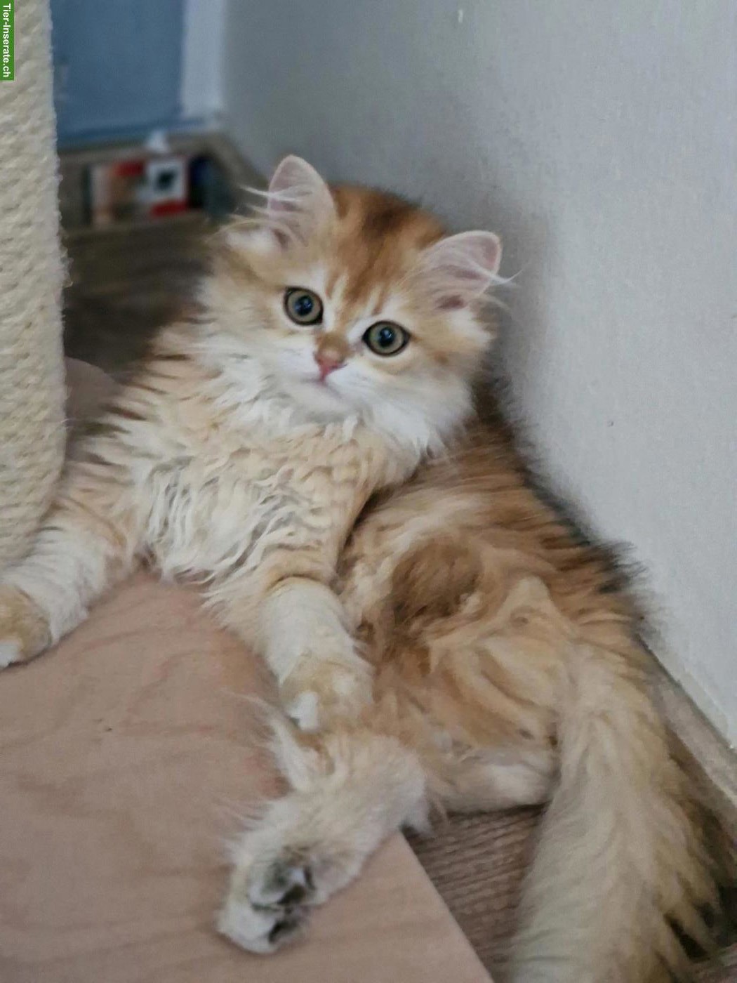 Bild 6: Junger BLH Kater mit Stammbaum