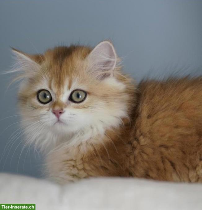Bild 7: Junger BLH Kater mit Stammbaum